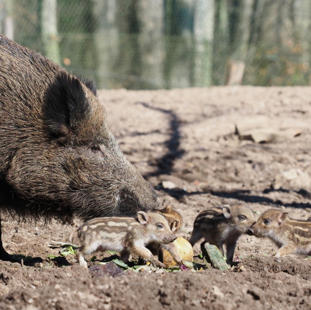 Frischlinge im Wildpark 2022