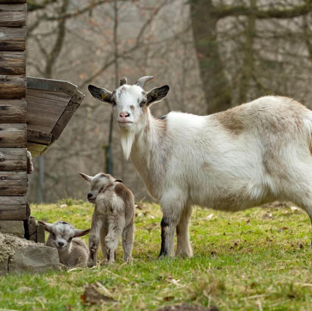 Ziege mit Nachwuchs