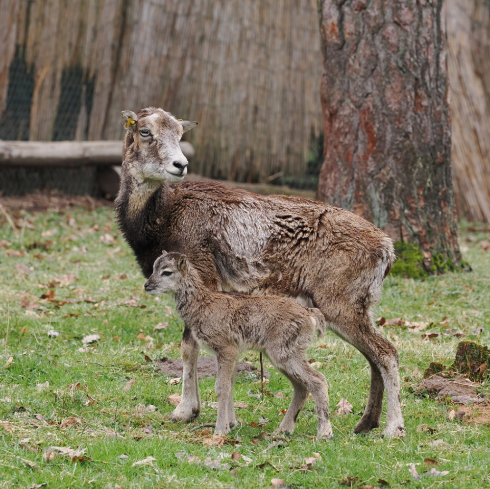 Mufflonlamm im Wildpark zur Welt gekommen