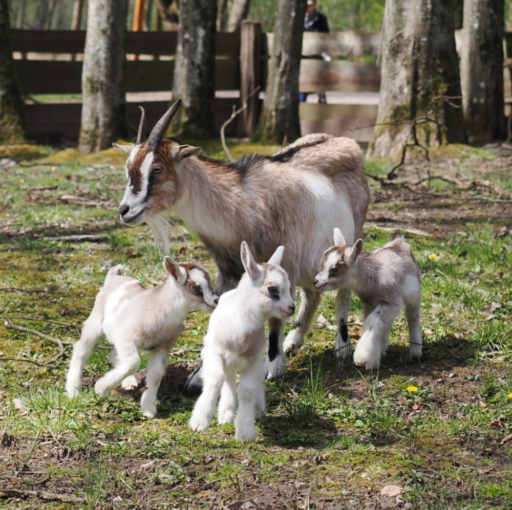 Ziege mit Drillingsnachwuchs im Wildpark