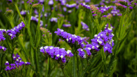 Lavendel - Pflanzen in den Stadtgärtchen Saarbrücken