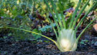 Fenchel - Pflanzen in den Stadtgärtchen Saarbrücken