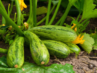 Zucchini - Pflanzen in den Stadtgärtchen Saarbrücken