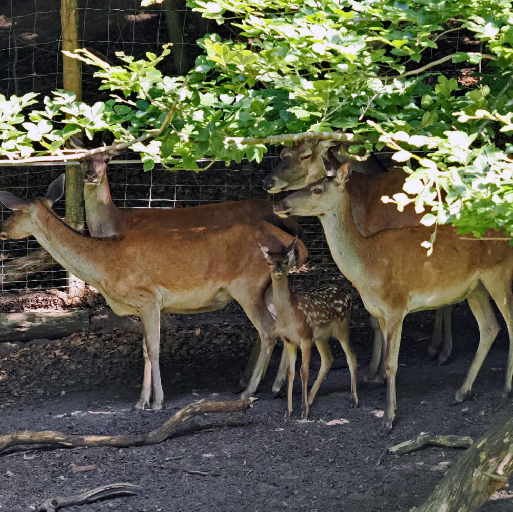 Rotwildkalb im Rudel - Tiernachwuchs im Wildpark