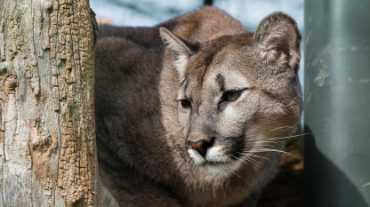 Der Puma Kater schaut nach links unten