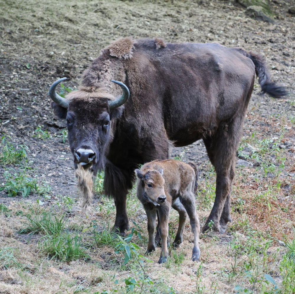 Neugeborenes Wisentkalb im Saarbrücker Wildpark