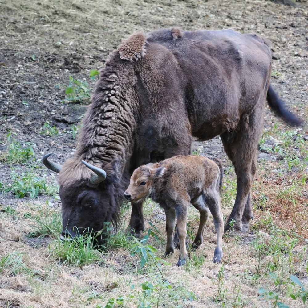 Neugeborenes Wisentkalb im Saarbrücker Wildpark