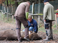 Blutentnahme und Gesundheitscheck - Wildpark Saarbrücken gibt zwei Wisente an das Wisentgehege in Springe, Niedersachsen ab