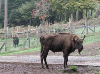 Wisent wurde betäubt - Wildpark Saarbrücken gibt zwei Wisente an das Wisentgehege in Springe, Niedersachsen ab