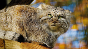Manul, Zookalender 2023, Foto: Erich Jöckel Image