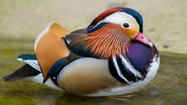 Mandarinente, Zookalender 2023, Foto: Erich Jöckel Image