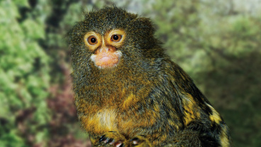 Zwergseidenäffchen, Zookalender 2023, Foto: Erich Jöckel Image