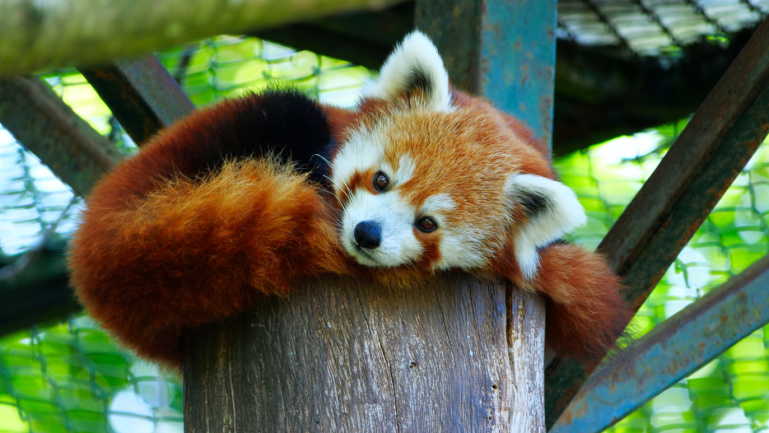Ein roter Panda liegt auf einer Vorrichtung im Gehege Ein roter Panda liegt auf einer Vorrichtung im Gehege