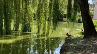 Schwanenweiher im Klarenthal