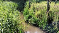 Versunkenes Freibad Fischbach zwischen Russhütte und Netzbachweiher