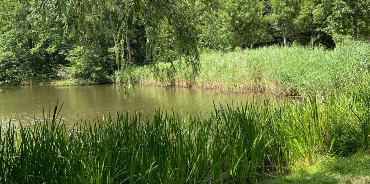 Netzbachweiher