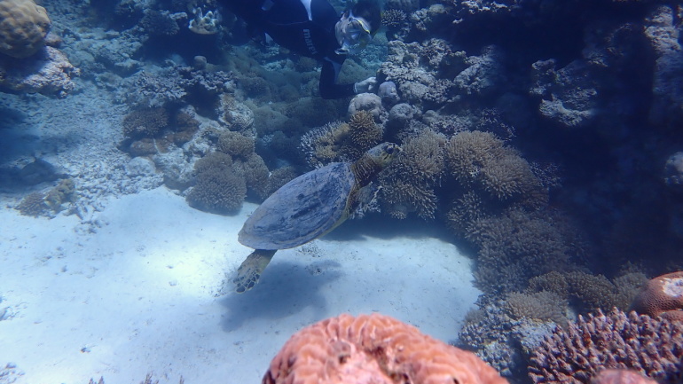 Korallenriff im Meer