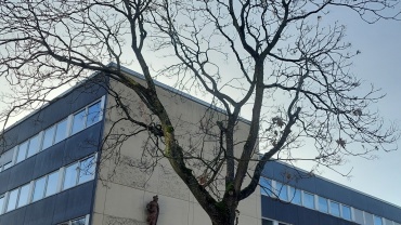 Götterbaum am St. Johanner Markt/Ecke Faß- und Obertorstraße Image