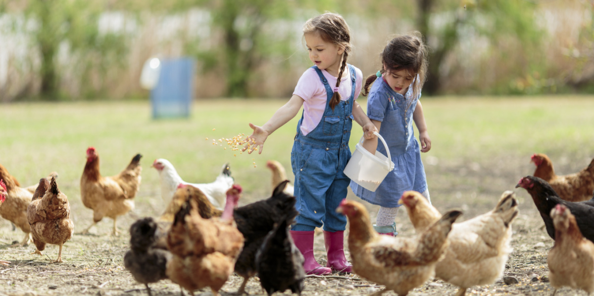 Kinder füttern Hühner