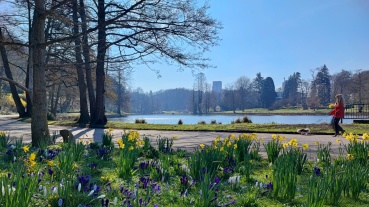 Frühlingsblumen im DFG Image