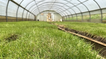 Bayern-Rasen wird ab sofort verkauft Image