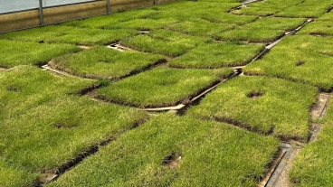 Rasenstücke in der städtischen Zentralgärtnerei in Gersweiler Image