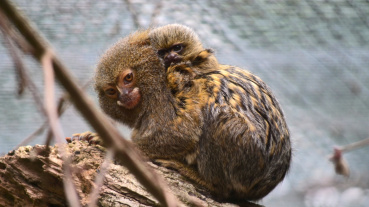 Nachwuchs Zwergseidenaffen 2024 Image