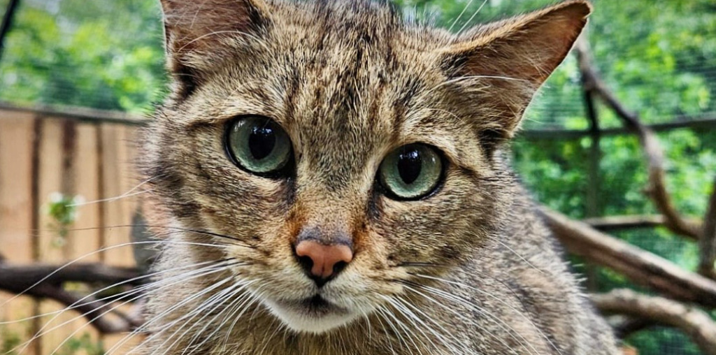 Eine Wildkatze ist in Großaufnahme zu sehen und schaut in die Kamera