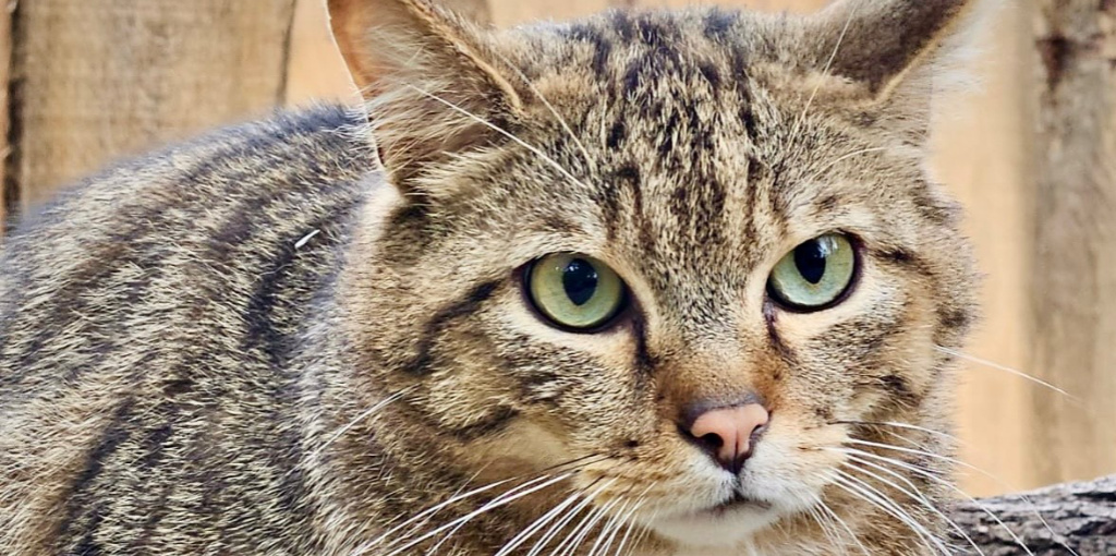 Eine Wildkatze ist in Großaufnahme zu sehen und schaut in die Kamera