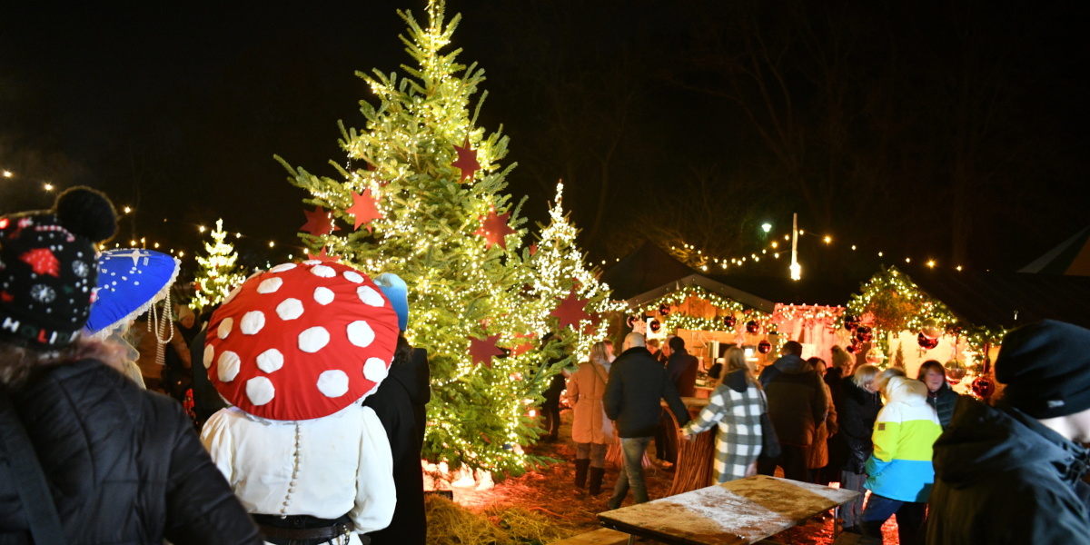 Impressionen vom Weihnachtsgarten-Samstag Beleuchtete Tannenbäume, ringsum Menschen, vorne links ein als Fliegenpilz verkleideter Mensch von hinten