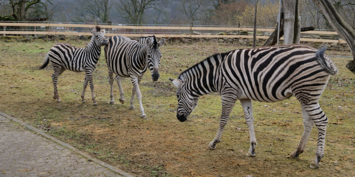 Drei Zebras sind im Gehege zu sehen.