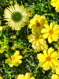 Tal der Blumen