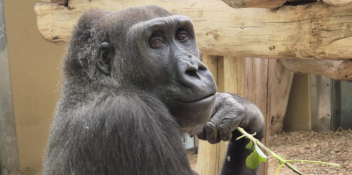 Gorillaweibchen Mary ist von de Seite zu sehen und schaut in die Kamera.