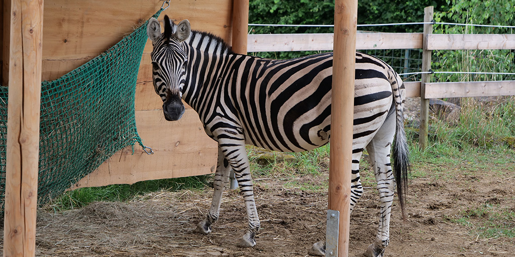 Ein Zebra steht unter dem Holzunterstand im Gehege.