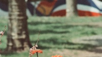 Blumenwuchs vor dem Nanteser Platz