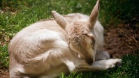 Babyziege im Gras