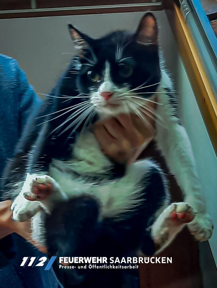 Einsatzbilder - Tierrettung durch die Höhenrettung Einsatzbilder - Tierrettung durch die Höhenrettung