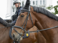 Nahaufnahme eines Polizeipferdes mit Reiter in Uniform bei einer Veranstaltung.
