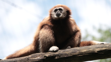 Weißhandgibbon Image