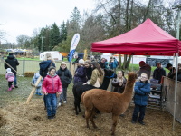 Kinder und Erwachsene stehen bei zwei Alpakas unter einem roten Pavillon auf einem Außengelände.