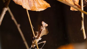 Großes Totes Blatt Image