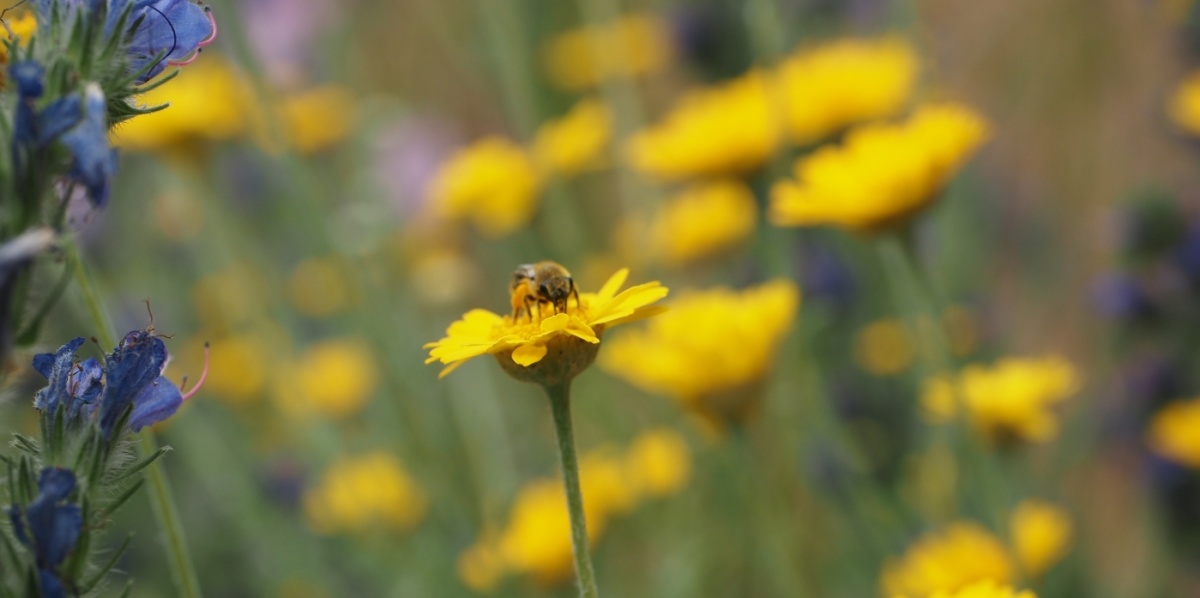 Biene sitzt auf gelber Blume in einem Feld mit gelben und blauen Blumen