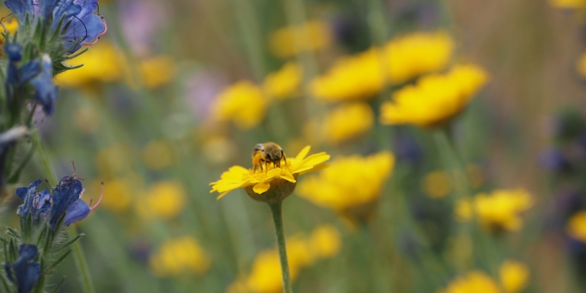 Färberkamille mit Biene Biene sitzt auf gelber Blume in einem Feld mit gelben und blauen Blumen