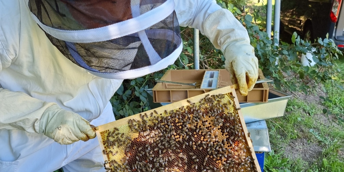 Imker in Schutzkleidung hält Wabe in der Hand