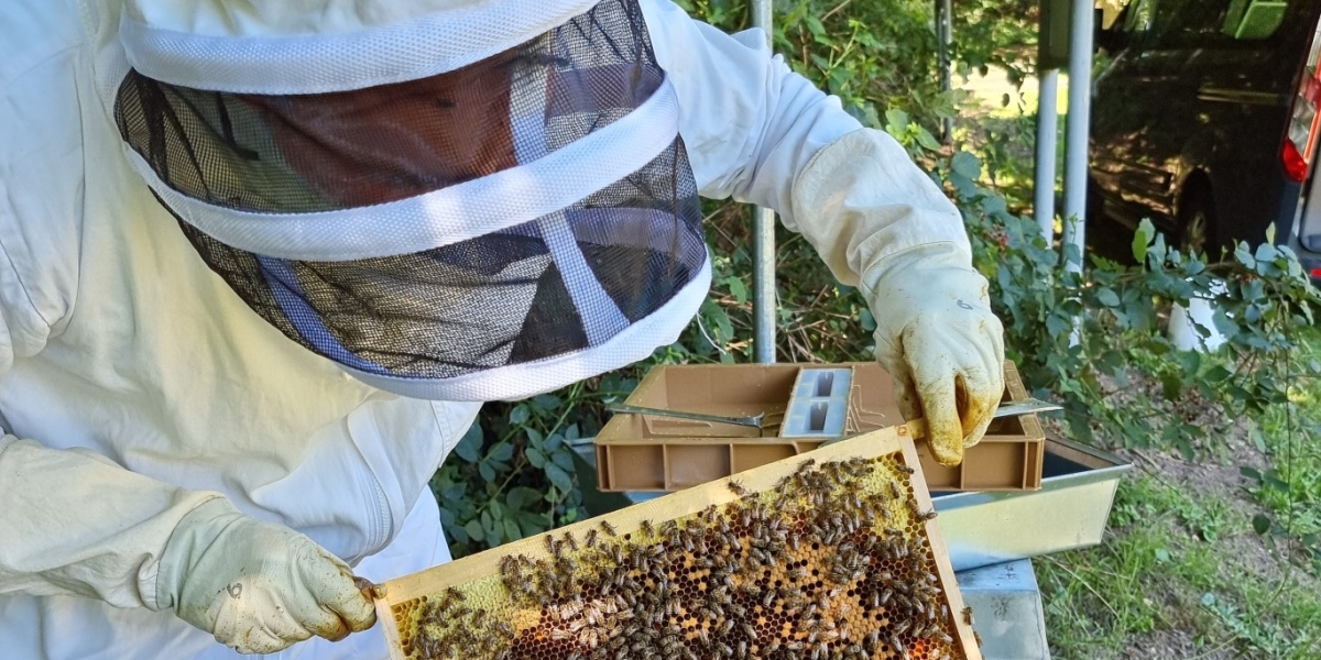 Imker bei der Arbeit Imker in Schutzkleidung hält Wabe in der Hand