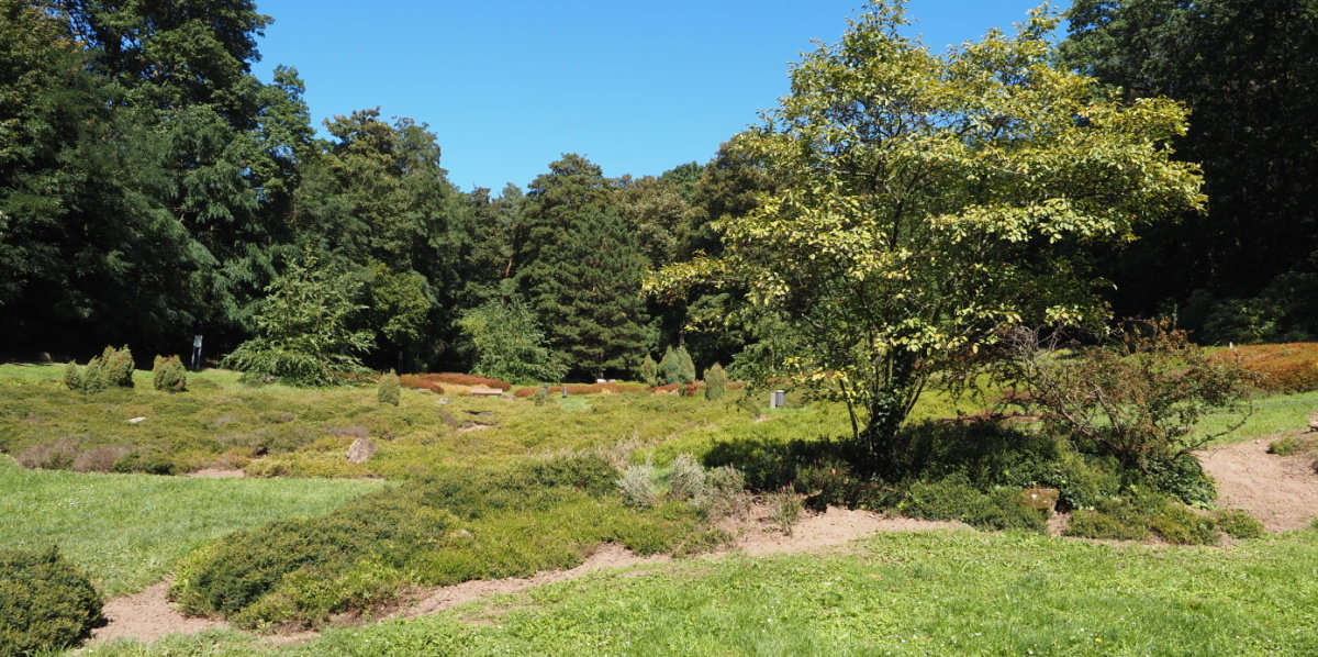 Sonnenheide im DFG Grüne Wiese mit Baum im Sommer