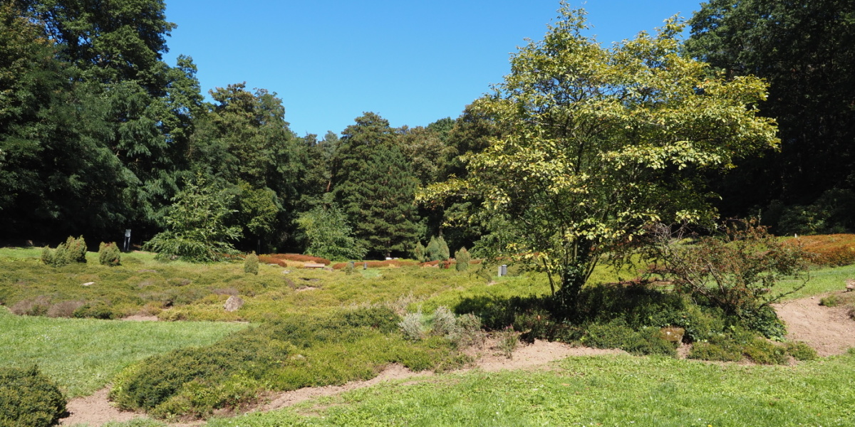 Grüne Wiese mit Baum im Sommer