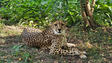 Neue Gepardin im Saarbrücker Zoo Image